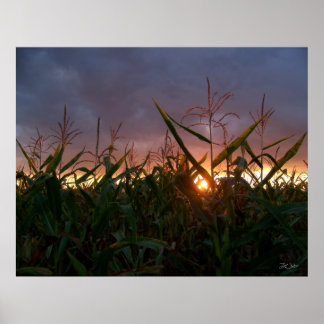Corn Sunset - Print