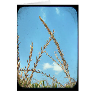 Corn To The Sky