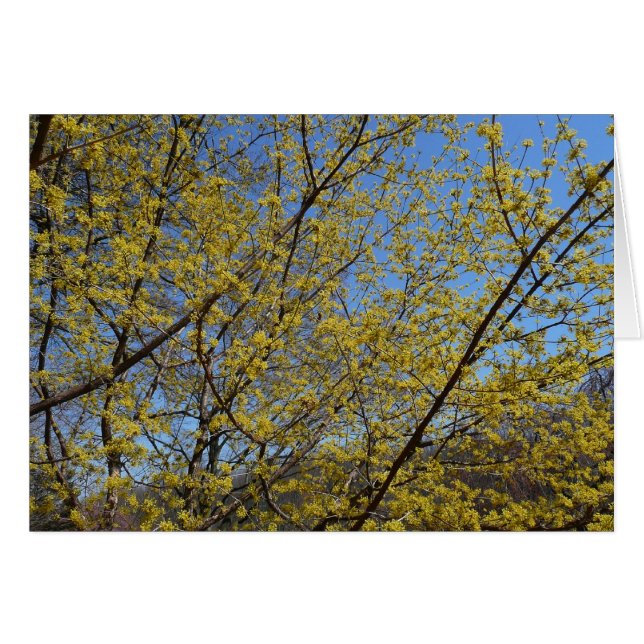 Cornelian Cherry Dogwood and Blue Sky Floral (Front Horizontal)