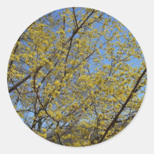 Cornelian Cherry Dogwood and Blue Sky Floral Classic Round Sticker