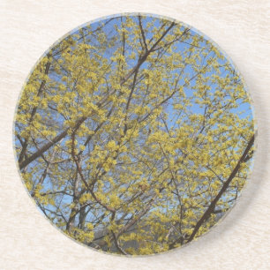 Cornelian Cherry Dogwood and Blue Sky Floral Coaster