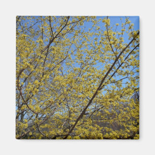Cornelian Cherry Dogwood and Blue Sky Floral Magnet