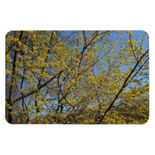 Cornelian Cherry Dogwood and Blue Sky Floral Magnet