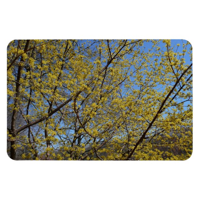 Cornelian Cherry Dogwood and Blue Sky Floral Magnet (Horizontal)