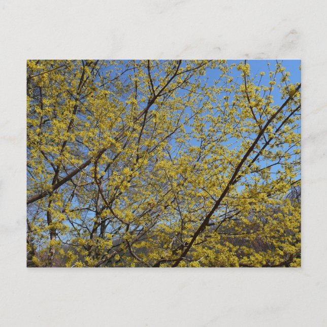Cornelian Cherry Dogwood and Blue Sky Floral Postcard (Front)