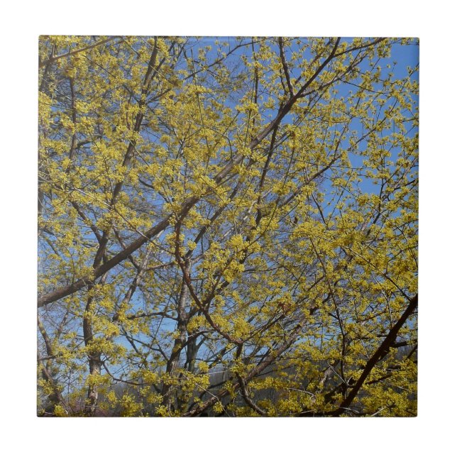 Cornelian Cherry Dogwood and Blue Sky Floral Tile (Front)