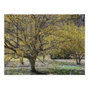Cornelian Cherry Dogwood and Glory of the Snow Photo Print