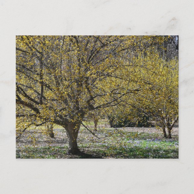 Cornelian Cherry Dogwood and Glory of the Snow Postcard (Front)