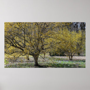 Cornelian Cherry Dogwood and Glory of the Snow Poster