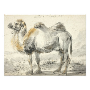 Cornelis Saftleven - A Camel Photo Print