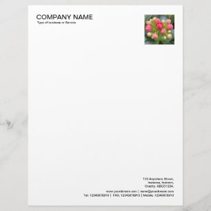 Corner Photo - Kalanchoe Buds Custom Letterhead