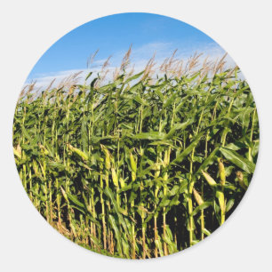cornfield and sky classic round sticker