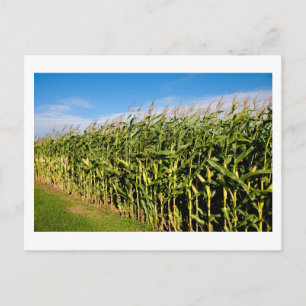 cornfield and sky postcard