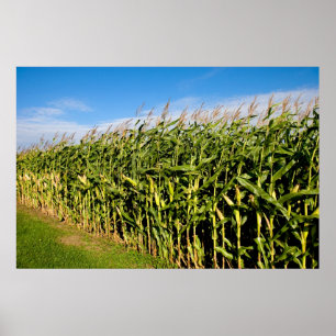 cornfield and sky poster