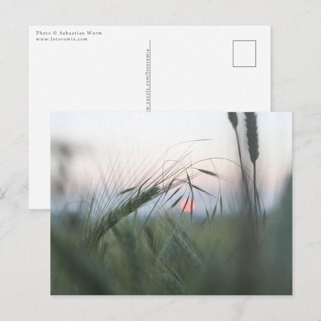 Cornfield Nature Photo Postcard (Front/Back)