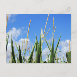 cornfield postcard