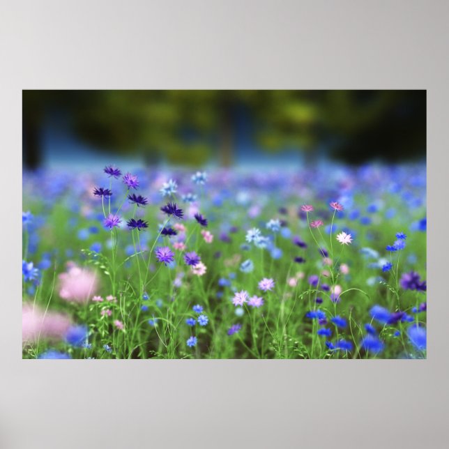 Cornflower Blue Print (Front)