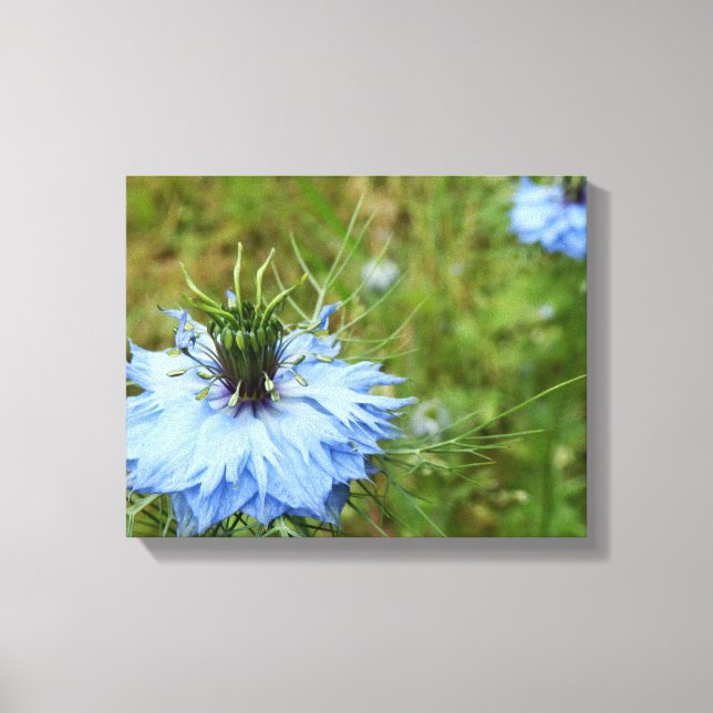 Cornflower Canvas Print (Front)