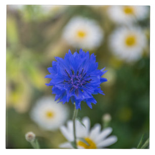Cornflower ceramic tile