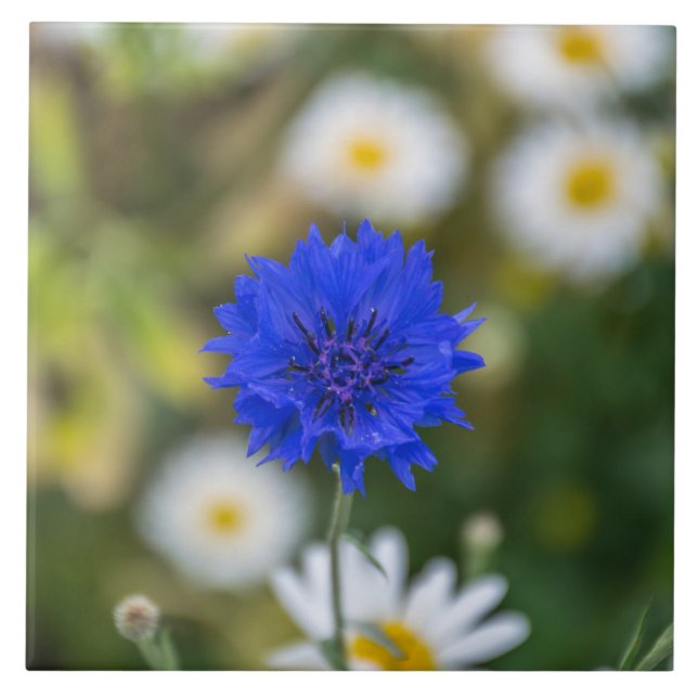 Cornflower ceramic tile (Front)