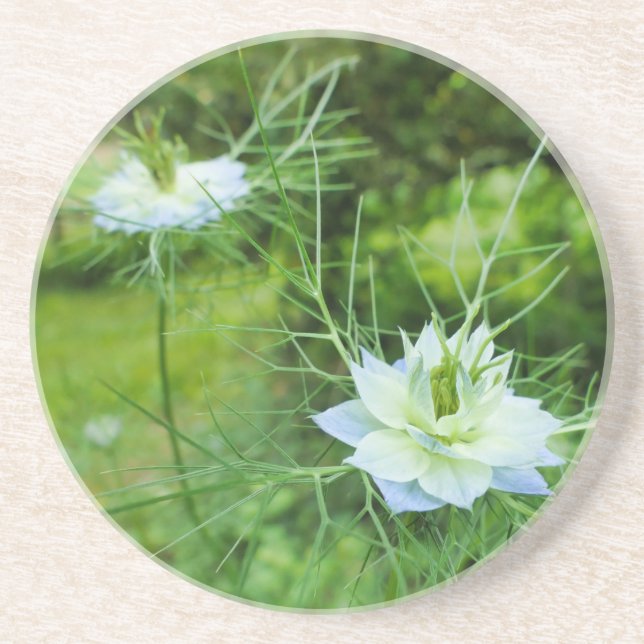 Cornflower Coaster (Front)