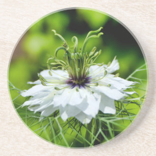 Cornflower Coaster