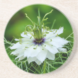 Cornflower Coaster