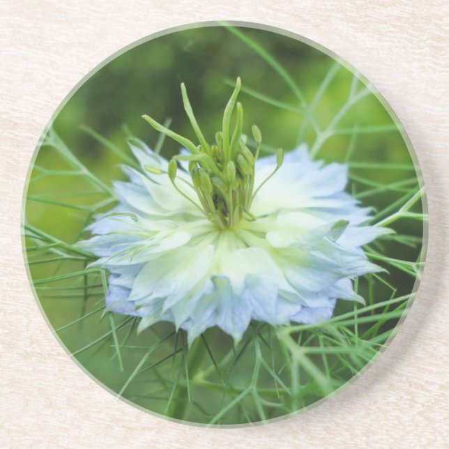 Cornflower Coaster (Front)