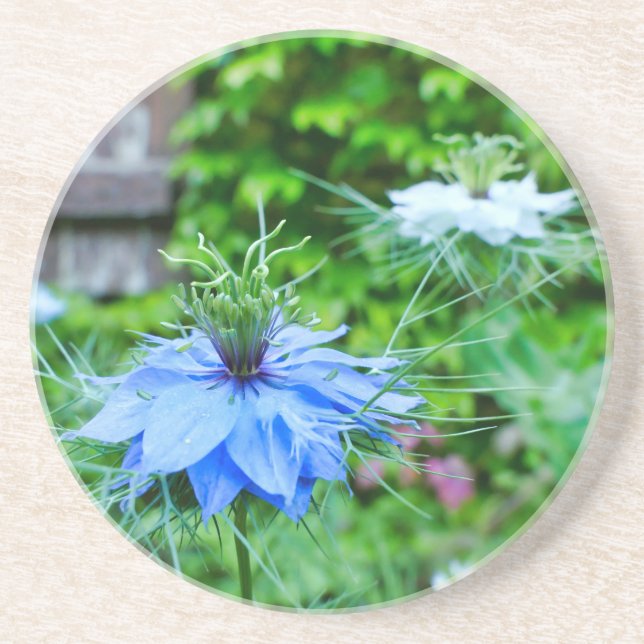 Cornflower Coaster (Front)