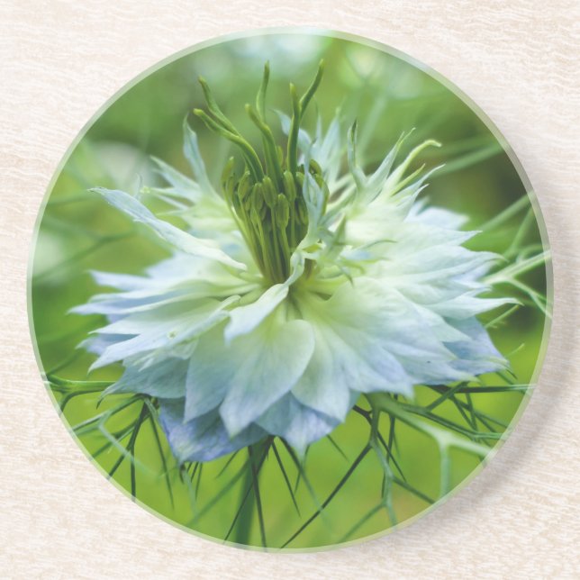 Cornflower Coaster (Front)