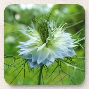 Cornflower Coaster