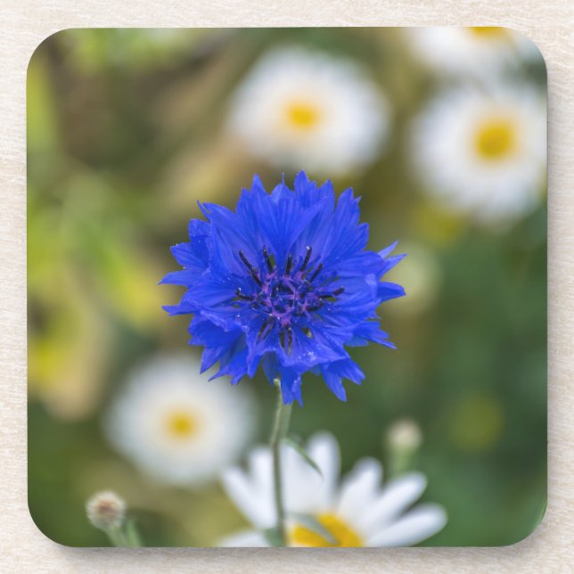 Cornflower hard plastic coasters (Front)