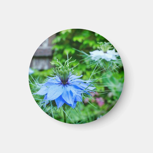 Cornflower Magnet (Front)