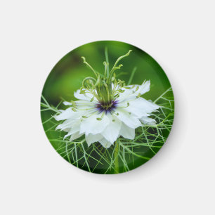 Cornflower Magnet