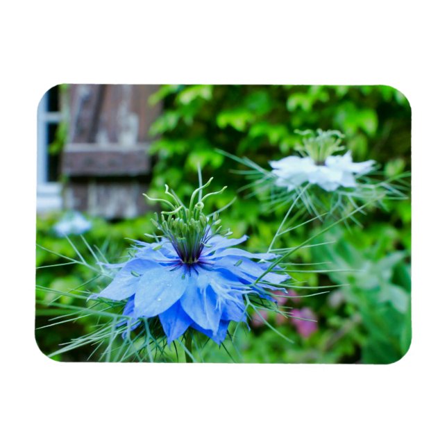 Cornflower Magnet (Horizontal)