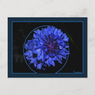 Cornflower Postcard