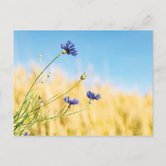 Cornflower Postcard