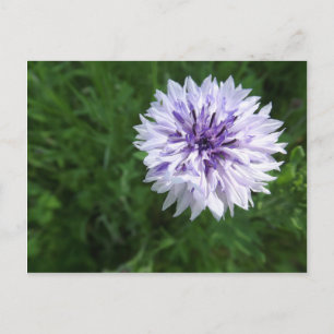 Cornflower Postcard