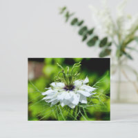 Cornflower