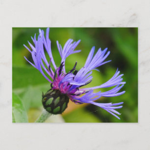 Cornflower Postcard