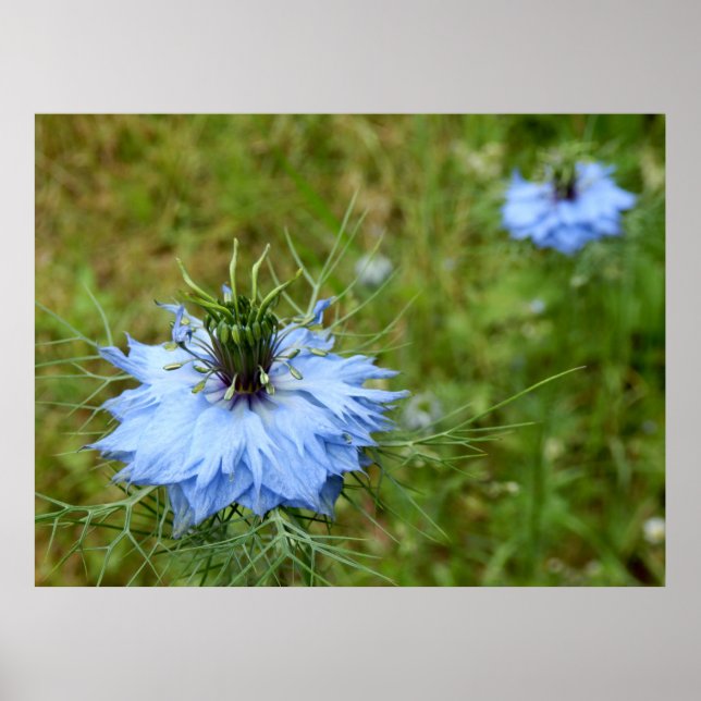 Cornflower Poster (Front)
