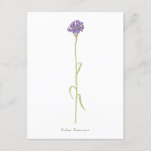 Cornflower watercolor  postcard