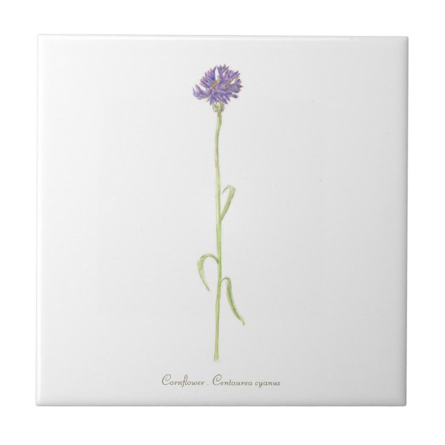 Cornflower watercolor  tile (Front)