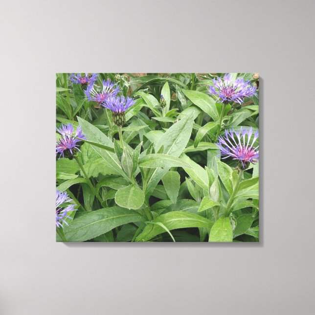 Cornflowers Canvas Print (Front)