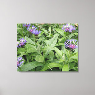 Cornflowers Canvas Print