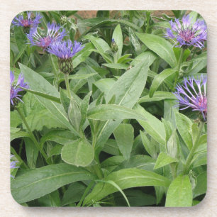 Cornflowers Cork Coaster
