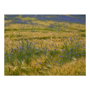 Cornflowers Field Poster