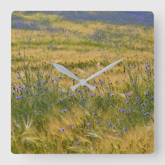Cornflowers Field       Square Wall Clock (Front)