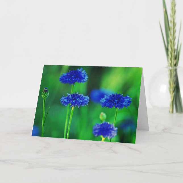Cornflowers greeting card (Front)
