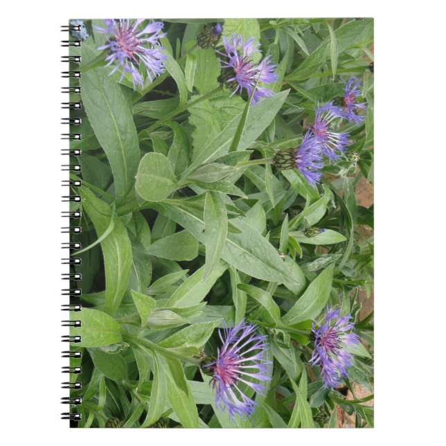 Cornflowers Notebook (Front)